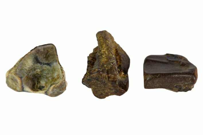 Hadrosaur Tooth Fragments - Montana #103720